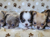 Stunning Russian/Thai long coat puppies