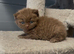 Beautiful chunky cinnamon kitten boy available