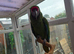 Military Macaw
