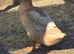 Crested Buff Orpington Duck