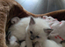 Beautiful Ragdoll Kittens