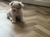 Two French Bulldogs