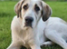Rescued mix, lovely personality,2 years old