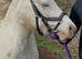 12hh Section A Type Pony – 8 Years Old – Ideal Second Pony