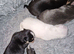 4 chihuahua puppy's