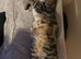 Male tabby cat