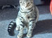 Female kittens