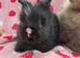 Fluffy Teddy lion head x Angora ☆8weeks ready now