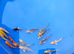small koi &pound;5 butterfly &pound;6