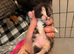 TINY PAWS, BIG PERSONALITIES!