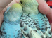 Pair of baby hens