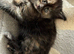 1 kitten left Beautiful playful kittens ready now