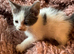 Blue and white kittens