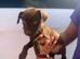 Patterdale terriers