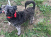 Stunning blue female schnoodle