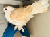 2 Fancy Pigeons