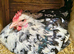 Rare Chernihiv Rainbow, Polish chicken breed
