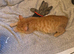 One very cute ginger boy kitten