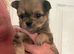 Pomchi puppies