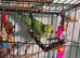 Female green ringneck parrot
