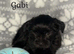 Black Beautiful Girls Yorkshire Terrier – Ready August
