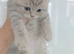Scottish fold and straight kittens