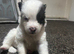 4pedigree Siberian husky / American Akita long haired puppy's.
