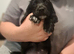 KC cocker puppy