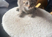 The last tabby girl looking for her forever home