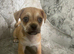 Puma pug for sale