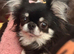 GORGEOUS SMALL CHIHUAHUA BOY • THAI IMPORT • SHORT NOSE • BIG BEAUTIFUL EYES & FLUFFY EARS • £2,000