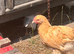 YOUNG COCKERELS PURE RARE BREEDS