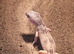Female leopard gecko