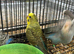 Black wing budgies available