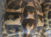 1 Male and 4 Female Hermann Tortoise
