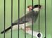Java sparrow pair