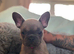 Meet our gorgeous female French bulldogs