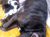 Beautiful staffy pups