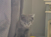 Ready now British Shorthair kittens
