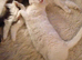 Two white male mixed Kittens