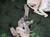 Whippet crossed Italian greyhound