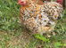 Millefleur Pekin Bantam Hens Pair