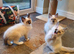 Beautiful GCCF Registered Ragdoll Kittens