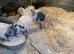 Weaners