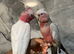 Stunning Baby HandReared Super Tame Cuddly Galah Cockatoo