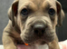 Stunning Cane Corso x Pocket Bully Puppies &ndash; Rare & Powerful Mix