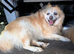 Urgent need of rehoming Pomeranians