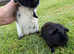 Boar Guinea Pigs