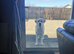 KC Reg Proven Labrador Stud Dog
