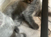 Grey/Russian Blue